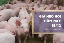 Giá heo hơi hôm nay 19/12: Ghi nhận đi ngang ngày đầu tuần