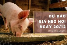 Dự báo giá heo hơi ngày 20/12: Tăng tại nhiều địa phương?