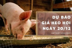 Dự báo giá heo hơi ngày 20/12: Tăng tại nhiều địa phương?