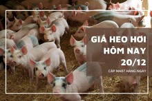 Giá heo hơi hôm nay 20/12: Tăng giảm không đồng nhất ở một số địa phương