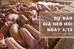 Dự báo giá heo hơi ngày 3/12: Thị trường biến động trái chiều?