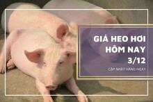 Giá heo hơi hôm nay 3/12: Không ghi nhận nhiều biến động, thấp nhất 50.000 đồng/kg