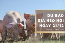 Dự báo giá heo hơi ngày 21/12: Thị trường tiếp tục ổn định?