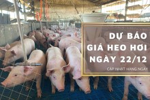 Dự báo giá heo hơi ngày 22/12: Tiếp tục đi ngang tại ba miền?