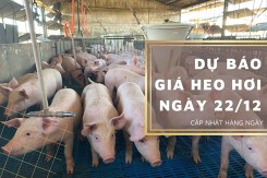 Dự báo giá heo hơi ngày 22/12: Tiếp tục đi ngang tại ba miền?