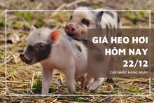 Giá heo hơi hôm nay 22/12: Tiếp tục đi ngang trên toàn quốc