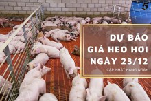 Dự báo giá heo hơi ngày 23/12: Tiếp tục đứng yên trên toàn quốc?