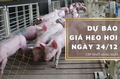 Dự báo giá heo hơi ngày 24/12: Tiếp tục đi ngang ở các khu vực?