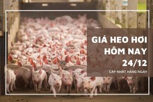 Giá heo hơi hôm nay 24/12: Dao động trong khoảng 51.000 đồng/kg đến 54.000 đồng/kg