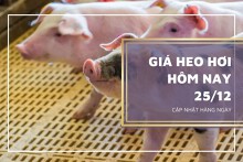 Giá heo hơi hôm nay 25/12: Tiếp tục lặng sóng trong tuần tới?