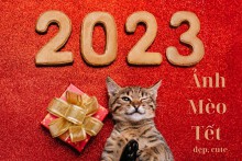 Top 30 hình ảnh mèo Tết cute, đẹp nhất năm Quý Mão 2023