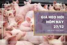 Giá heo hơi hôm nay 27/12: Tương đối ổn định trên cả nước