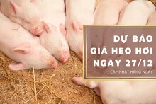 Dự báo giá heo hơi ngày 27/12: Xu hướng đi ngang vẫn kéo dài?