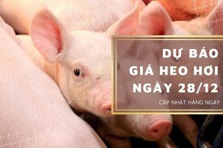 Dự báo giá heo hơi ngày 28/12: Tiếp tục bình ổn ở cả ba miền?