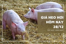 Giá heo hơi hôm nay 28/12: Thị trường tiếp tục trầm lắng