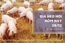 Giá heo hơi hôm nay 29/12: Lặng sóng ở cả ba miền