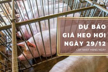 Dự báo giá heo hơi ngày 29/12: Xu hướng đi ngang vẫn duy trì?