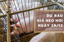 Dự báo giá heo hơi ngày 29/12: Xu hướng đi ngang vẫn duy trì?