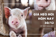 Giá heo hơi hôm nay 30/12: Tiếp tục đi ngang trên toàn quốc