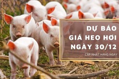 Dự báo giá heo hơi ngày 30/12: Duy trì đi ngang trên cả nước?
