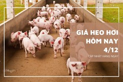Giá heo hơi hôm nay 4/12: Thị trường sẽ biến động trái chiều trong tuần tới?