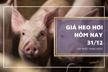 Giá heo hơi hôm nay 31/12: Giảm nhẹ 1.000 đồng/kg ở miền Nam