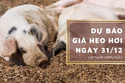 Dự báo giá heo hơi ngày 31/12: Tiếp tục không có biến động mới?