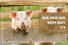 Giá heo hơi hôm nay 1/1: Thị trường sẽ tăng trở lại trong tuần tới?