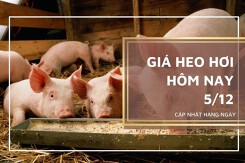 Giá heo hơi hôm nay 5/12: Lặng sóng ở cả ba miền