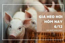 Giá heo hơi hôm nay 6/12: Biến động trái chiều từ 1.000 đồng/kg đến 2.000 đồng/kg