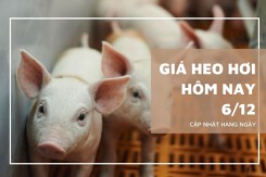 Giá heo hơi hôm nay 6/12: Biến động trái chiều từ 1.000 đồng/kg đến 2.000 đồng/kg