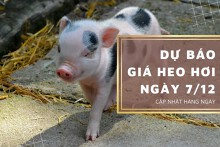 Dự báo giá heo hơi ngày 7/12: Các địa phương vẫn biến động trái chiều?