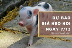 Dự báo giá heo hơi ngày 7/12: Các địa phương vẫn biến động trái chiều?