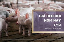 Giá heo hơi hôm nay 7/12: Điều chỉnh giảm cao nhất 3.000 đồng/kg