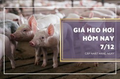 Giá heo hơi hôm nay 7/12: Điều chỉnh giảm cao nhất 3.000 đồng/kg