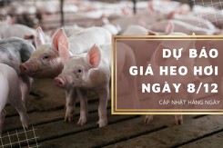 Dự báo giá heo hơi ngày 8/12: Tiếp tục giảm tại nhiều địa phương?