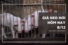 Giá heo hơi hôm nay 8/12: Giảm nhẹ ở khu vực phía Nam
