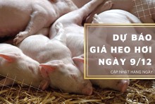 Dự báo giá heo hơi ngày 9/12: Một vài tỉnh thành tăng nhẹ?