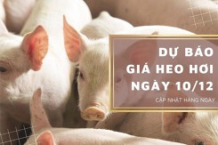 Dự báo giá heo hơi ngày 10/12: Điều chỉnh giảm tại nhiều địa phương?