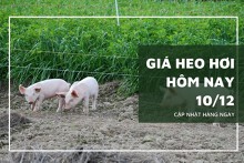 Giá heo hơi hôm nay 10/12: Giảm từ 1.000 đồng/kg đến 2.000 đồng/kg