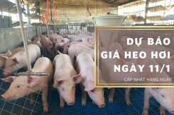 Dự báo giá heo hơi ngày 11/1: Tiếp tục lặng sóng ở ba miền?