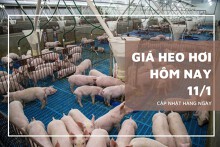 Giá heo hơi hôm nay 11/1: Mức giao dịch thấp nhất 50.000 đồng/kg