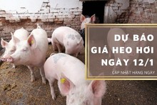 Dự báo giá heo hơi ngày 12/1: Thị trường không có biến động mới?