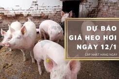 Dự báo giá heo hơi ngày 12/1: Thị trường không có biến động mới?