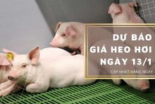 Dự báo giá heo hơi ngày 13/1: Ghi nhận tăng ở nhiều địa phương?