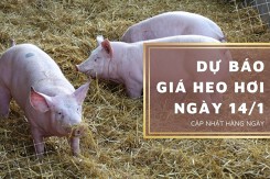 Dự báo giá heo hơi ngày 14/1: Thị trường sẽ tiếp tục tăng nhẹ?