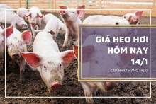 Giá heo hơi hôm nay 14/1: Tương đối ổn định, cao nhất 54.000 đồng/kg