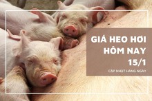 Giá heo hơi hôm nay 15/1: Điều chỉnh tăng trong tuần tới?