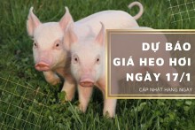 Dự báo giá heo hơi ngày 17/1: Nhiều địa phương điều chỉnh tăng?