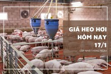 Giá heo hơi hôm nay 17/1: Tăng giảm không đồng nhất 1.000 đồng/kg